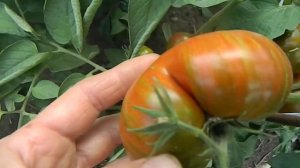 Томат Дельта Дивер гном. Созревание томатов.