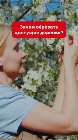 Почему обрезать деревья во время цветения ПОЛЕЗНО