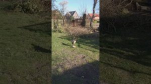 Можно ли держать двух и более петухов в хозяйстве ?