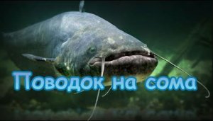 Поводок на сома.