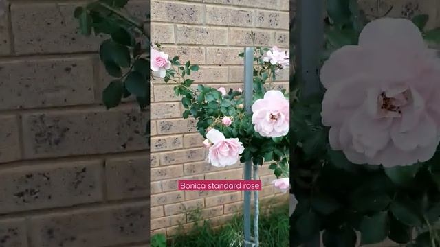 Bonica standard rose 2022 rose tree смотреть онлайн