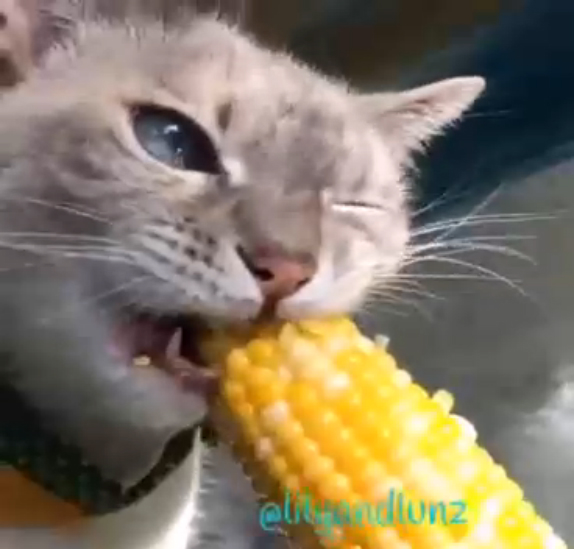 Можно котам кукурузу. Котята в кукурузе. Кот кушает кукурузу. Кошка и кукуруза. Кот жрет кукурузу.