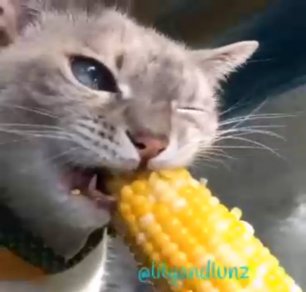 Кот ест кукурузу