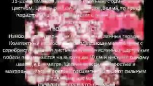 Многолетние цветы для сада Гвоздика садовая