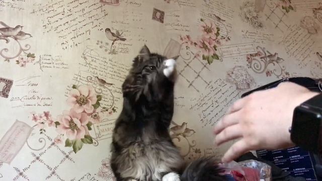 Котик машет лапками