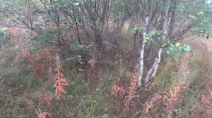 Сбор ягод и грибов. Карелия. #капитанандрейфёдоров #ягодыгрибы