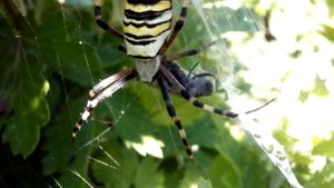 ПАУК-ОСА: тигровый паук, черно-желтый полосатый паук, видео
