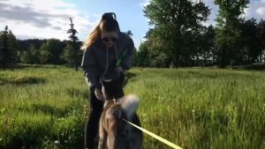 Акита-ину (тигровый)/ атмосферная прогулка