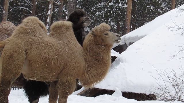 Краснокнижные животные Новосибирского зоопарка. Двугорбый верблюд