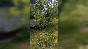 Осваиваем заброшенный участок в 15 соток. Делаем дачу мечты