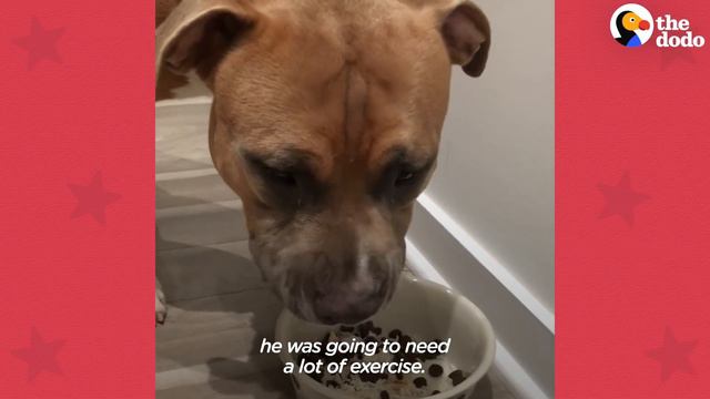 Rescue Pittie Screams Like A Person When He's Happy | The Dodo Pittie Nation смотреть онлайн