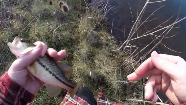 The Weirdest Fishing Bait Ever!!!!!- The Angleworm!!! смотреть онлайн