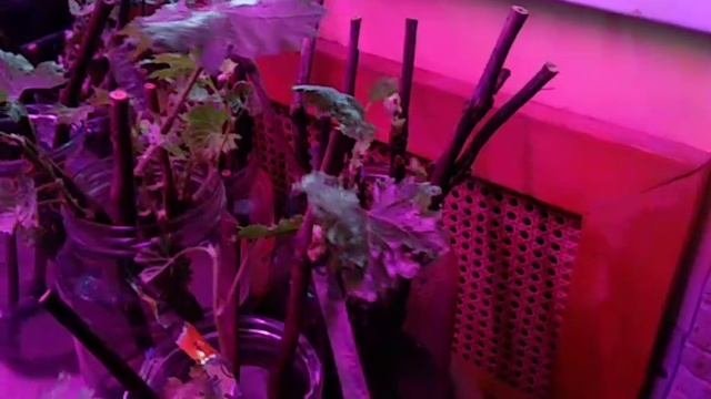 Виноград Подмосковья 13.03.2022г. Выращивание винограда из черенков способом на воде. Сад Копейки.