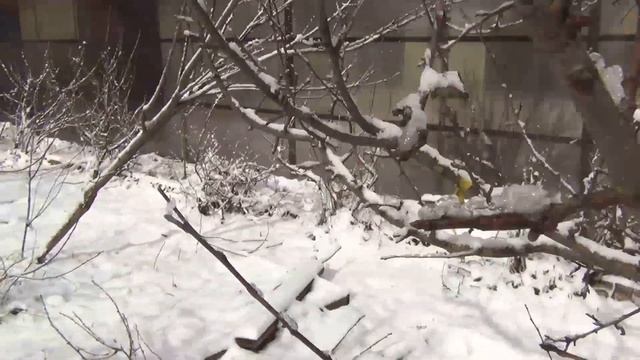 Когда лучше прививать деревья смотреть онлайн