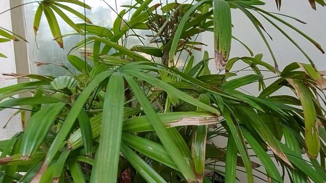 Рапис низкий цветет смотреть онлайн