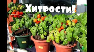 Секреты выращивания помидор черри на подоконнике!
