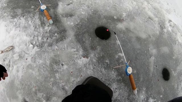 Ловля Крупной Плотвы зимой на Днепре.