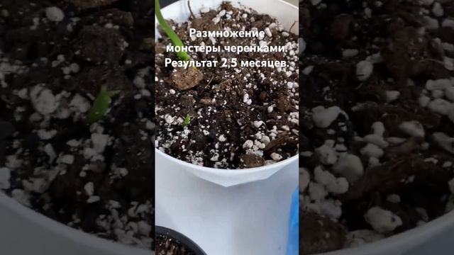 Размножение монстеры. Черенками размножение. Хойя размножение. Замиокулькас размножение листьями.