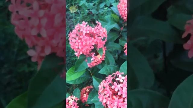 Ixora plant flowering