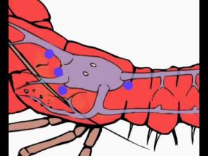 Кровообращение у рака