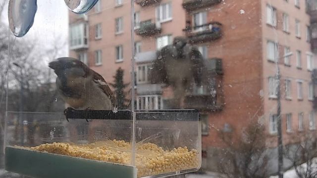 воробьи