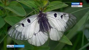 Из Красной книги исключили двух обитателей «Смоленского Поозерья»