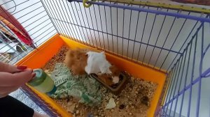 Морская свинка Барсик не хочет пить воду