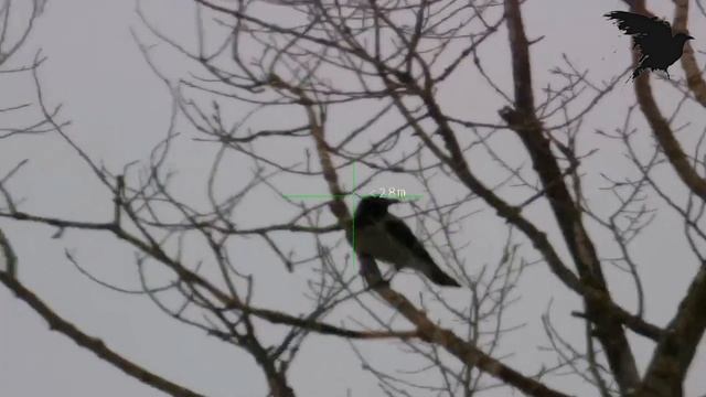 Цифровой Кроухантинг! смотреть онлайн