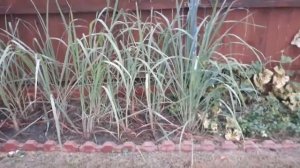 Мой урожай Лемонграсса.