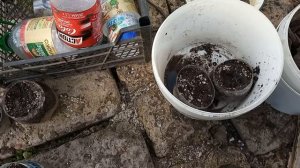 Сажаю лук, черенки роз. Ночные заморозки погубили рассаду огурцов и картофеля.
