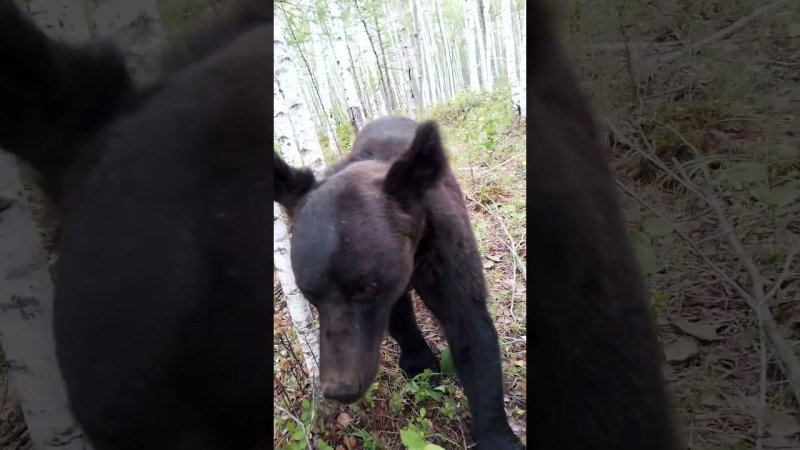 Гриб и медведица. #bear