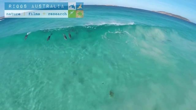 Дельфины ловят волну у побережья Австралии смотреть онлайн