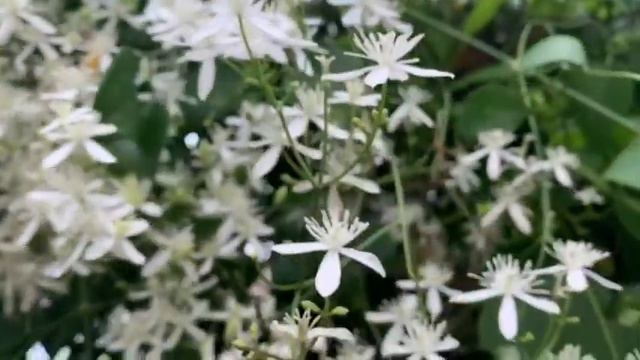 62-Clematis//Queen of climbers/Best flowering plant смотреть онлайн