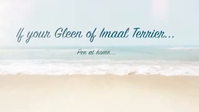 Gleen of Imaal Terrier Training смотреть онлайн