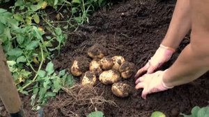 #Уборка #раннего картофеля #КОЛОМБО#colombo potato#продажасеменногокартофеля