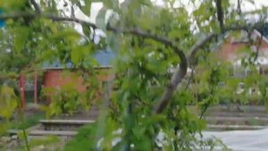 Плумкот Ред вельвет