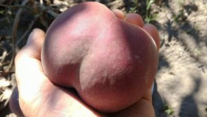 Персик Світ Дрім. Peach Sweet Dream. Солодкий і гарний крупняк на початок осені. Огляд від Максі Са