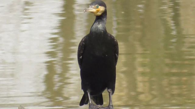 Баклан большой(лат.Phalacrocorax carbo) смотреть онлайн