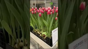 Обзор сортов тюльпанов. Выставка Голландии 2021 год