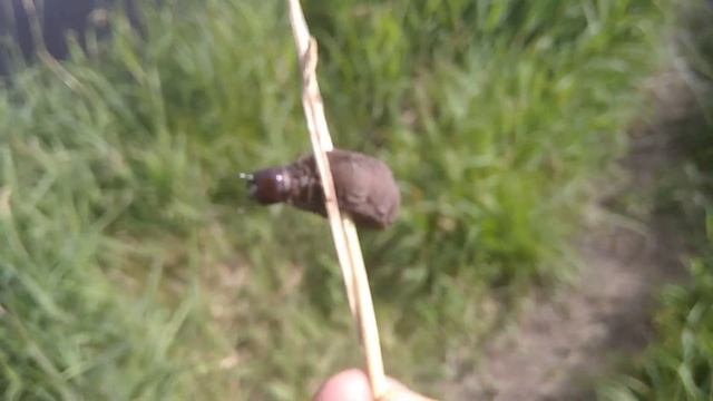 Огромная личинка жука-водолюба смотреть онлайн