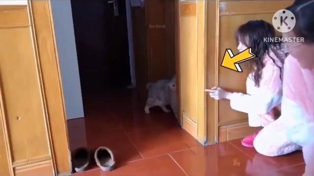 Милые котейки!! Смешные видео с кошками смотреть онлайн