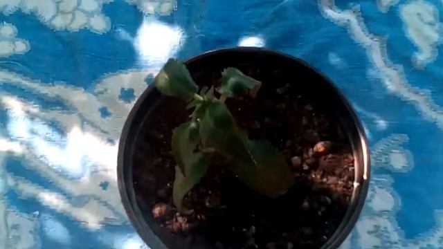 уход за каланхоем смотреть онлайн