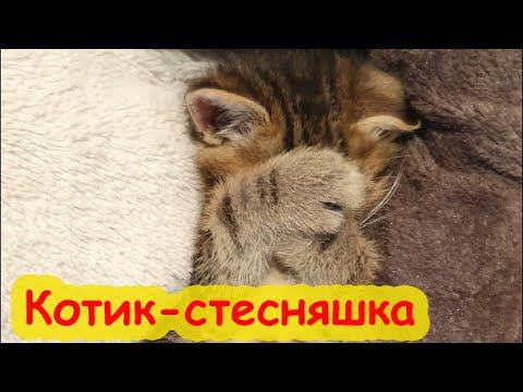 Котик мягонький животик! Это очень милый котик.