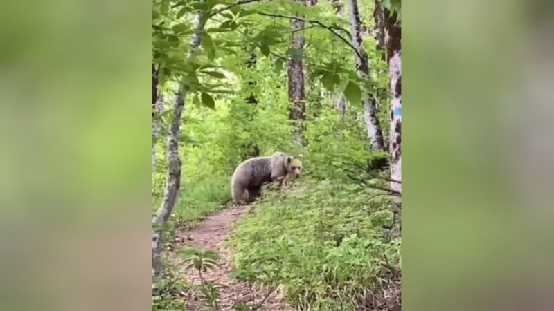 Туристы наткнулись на медведя во время прогулки в горах Красной Поляны