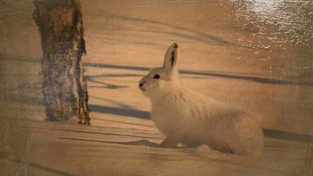 Cказка о Березке и Зайце смотреть онлайн
