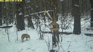 Лисица и поползень. 02.12.2020. НП "Нижняя Кама"