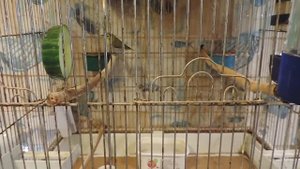 Zosterops japonicus- ЯПОНСКАЯ БЕЛОГЛАЗКА