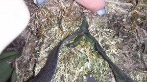 Зацвело Орхидейное_Дерево из 13 орхидей /НА УЛИЦЕ -35/Всем спасибо за подсказки про  полочки/.