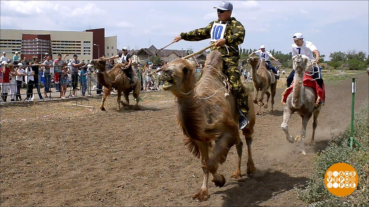 На верблюдах - с ветерком! Доброе утро. Фрагмент выпуска от 27.05.2019