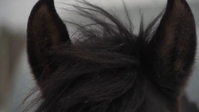 Лошадки на прогулке #horses #конники #конныепоходы #конныепрогулки #лошади